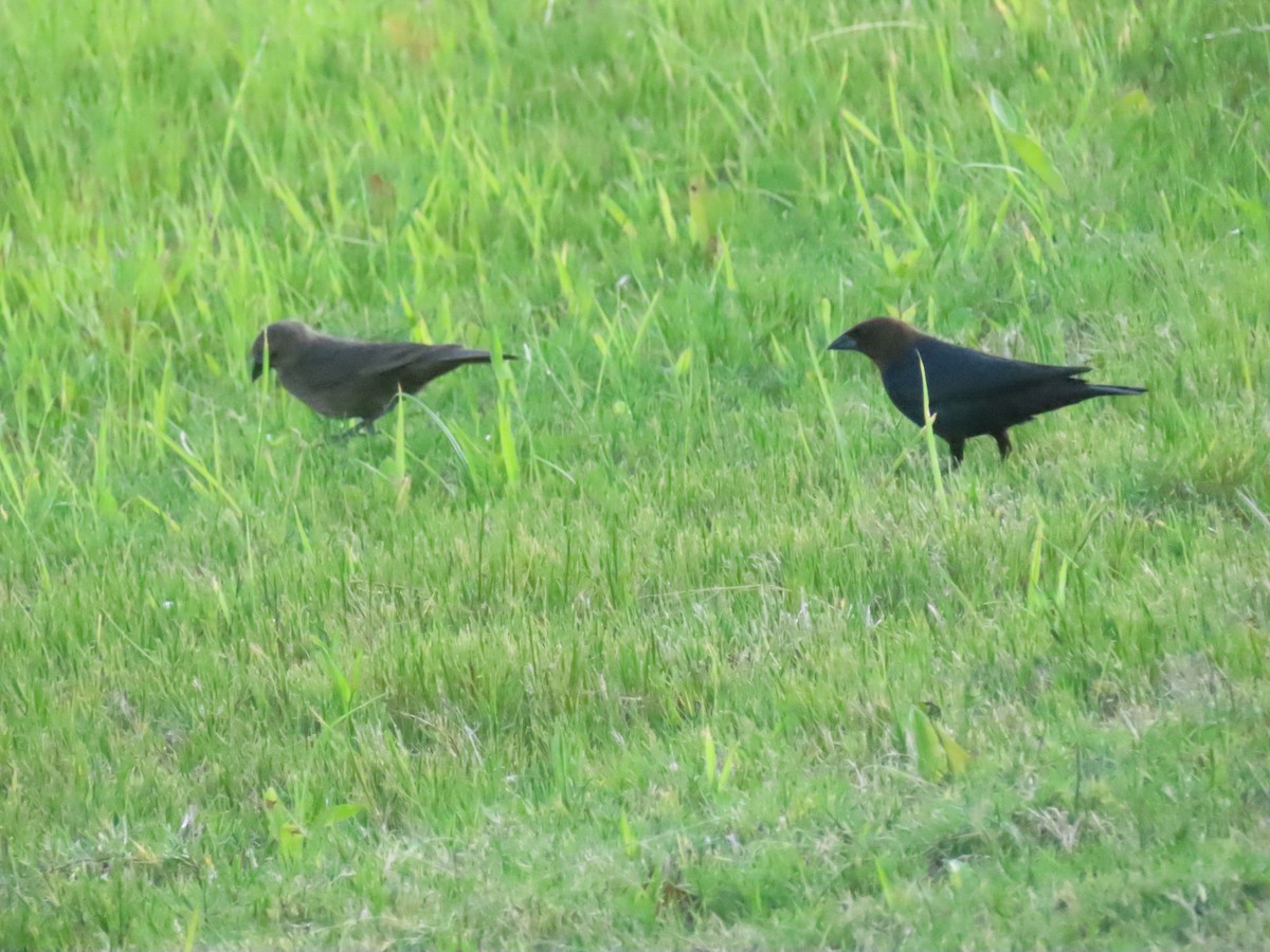 Braunkopf-Kuhstärling - ML646871761