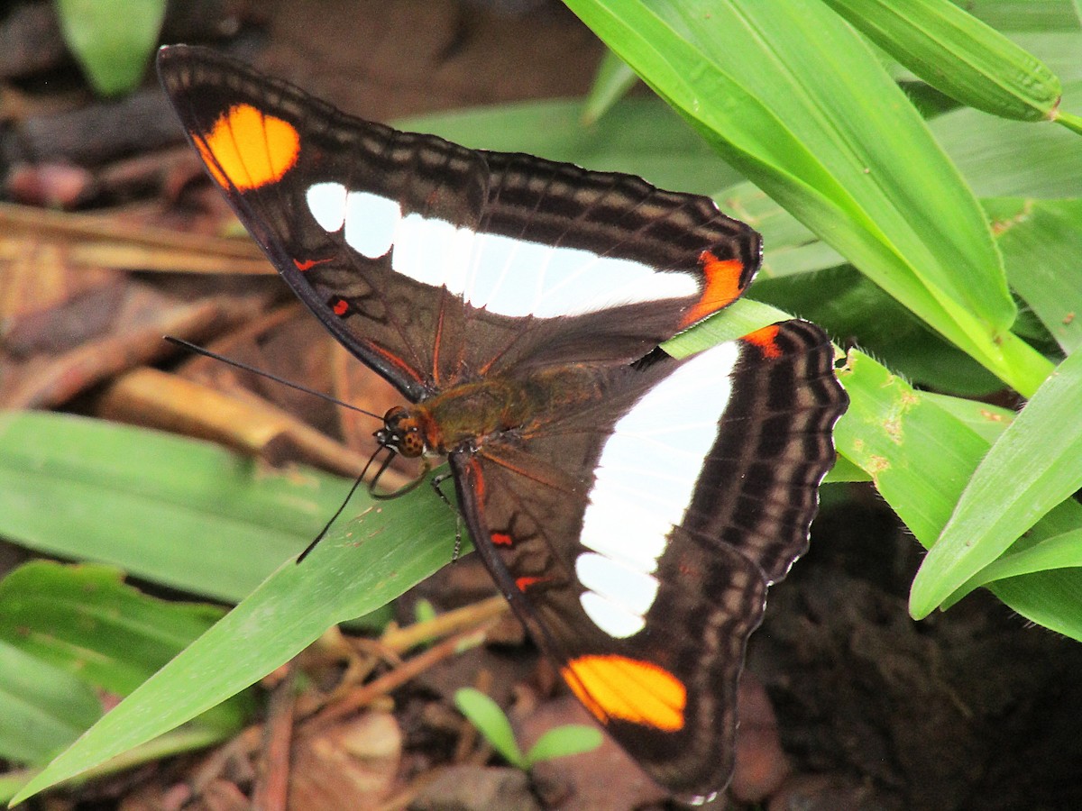 Insetti - ML646871762