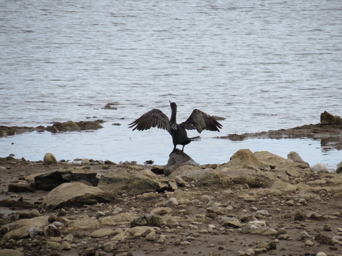 Great Cormorant - ML646871763