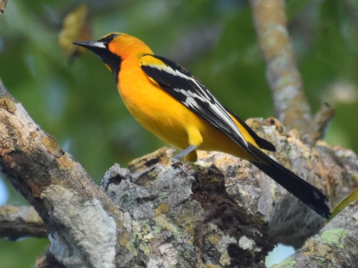 Streak-backed Oriole - ML646871772