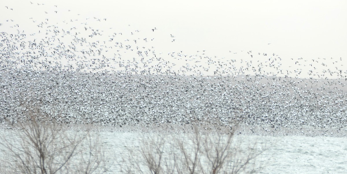 Snow Goose - ML646871773