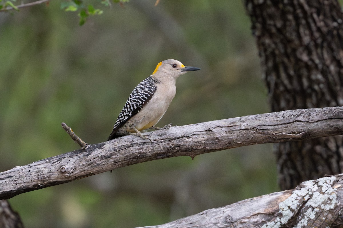 Golden-fronted Woodpecker - ML646871783