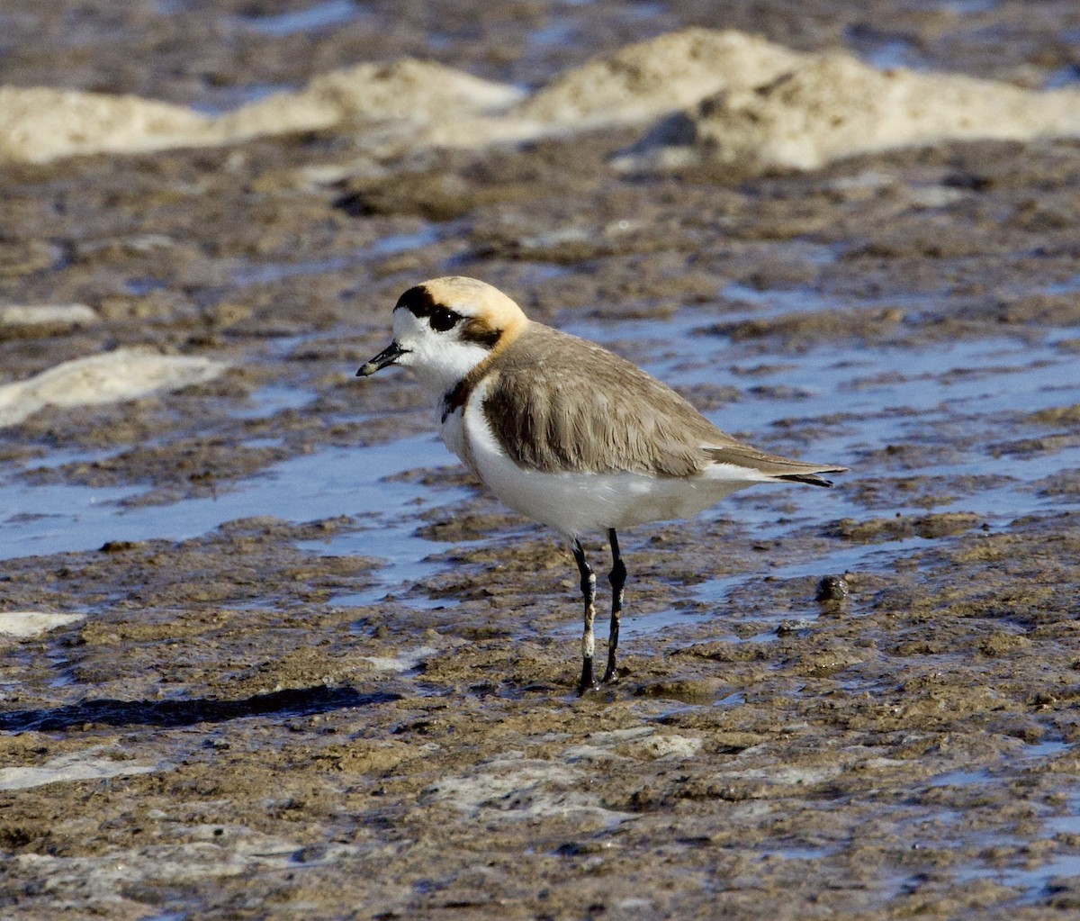 Punaregenpfeifer - ML646871786