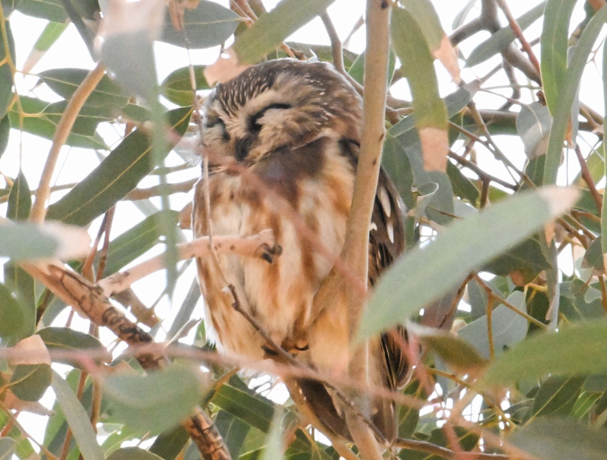 Northern Saw-whet Owl - ML646871793