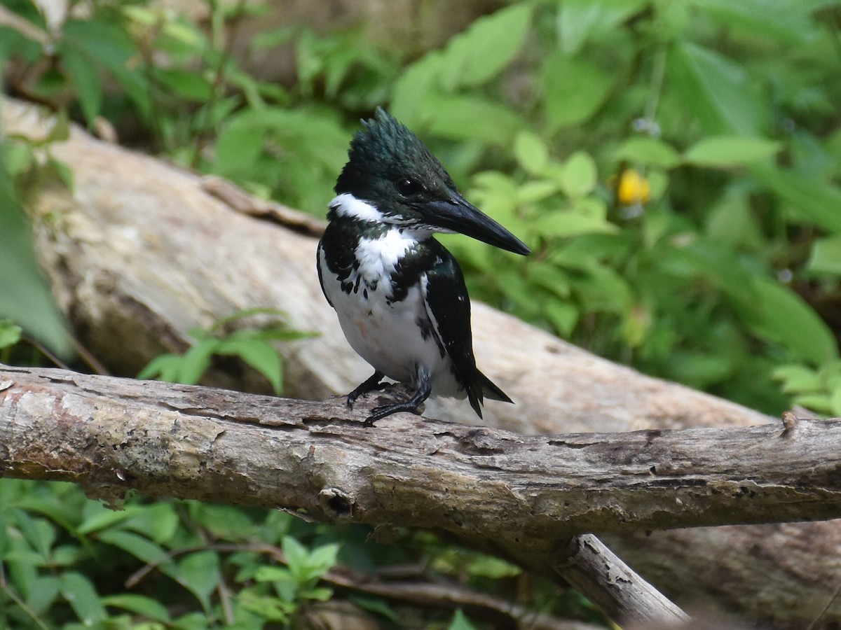 Amazon Kingfisher - ML646871798