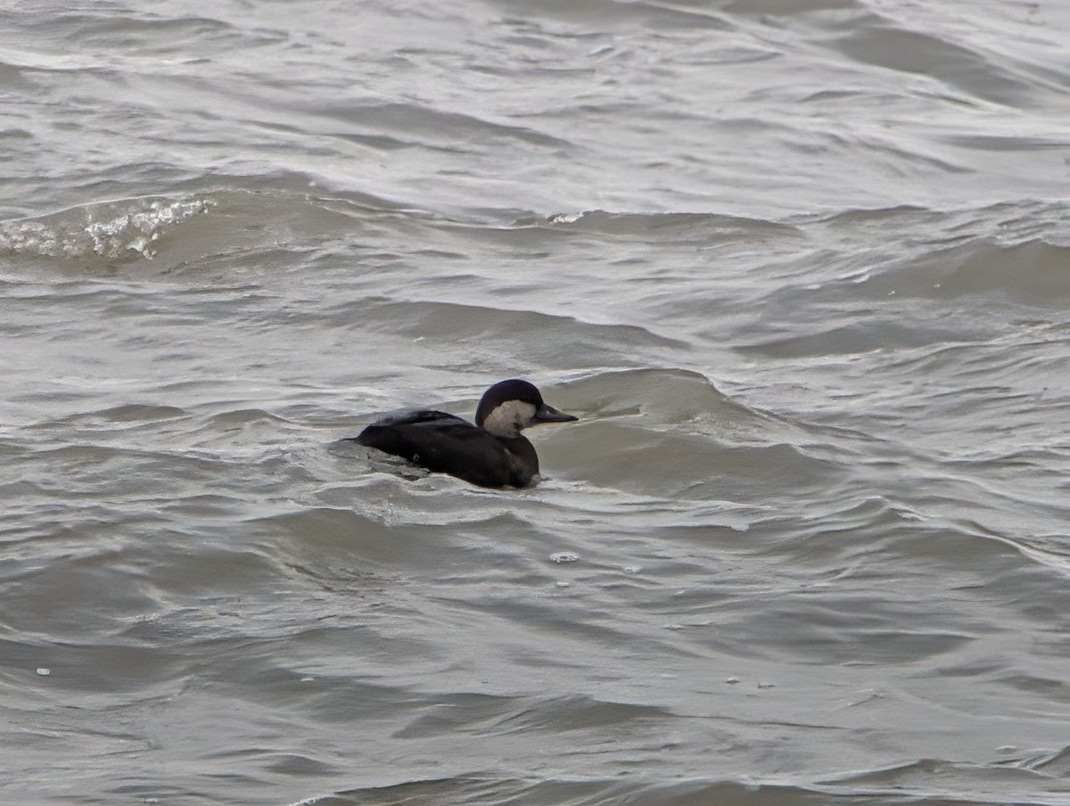 Black Scoter - ML646871799