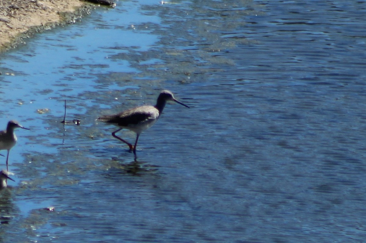 Greater Yellowlegs - ML646871804