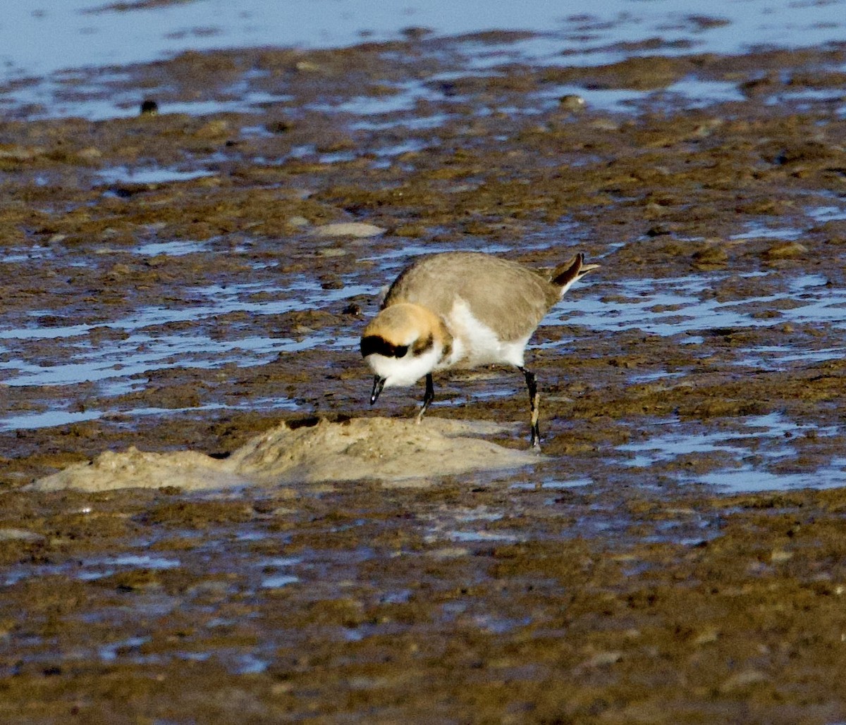 Punaregenpfeifer - ML646871805