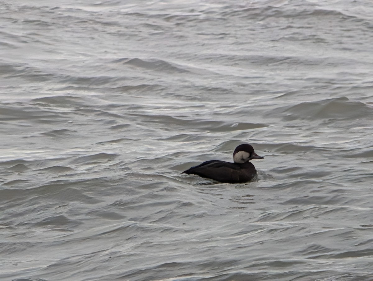 Black Scoter - ML646871813