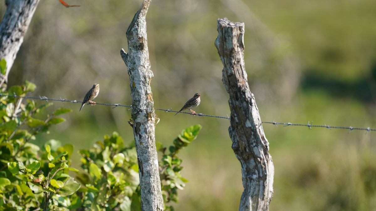 Savannah Sparrow - ML646871815