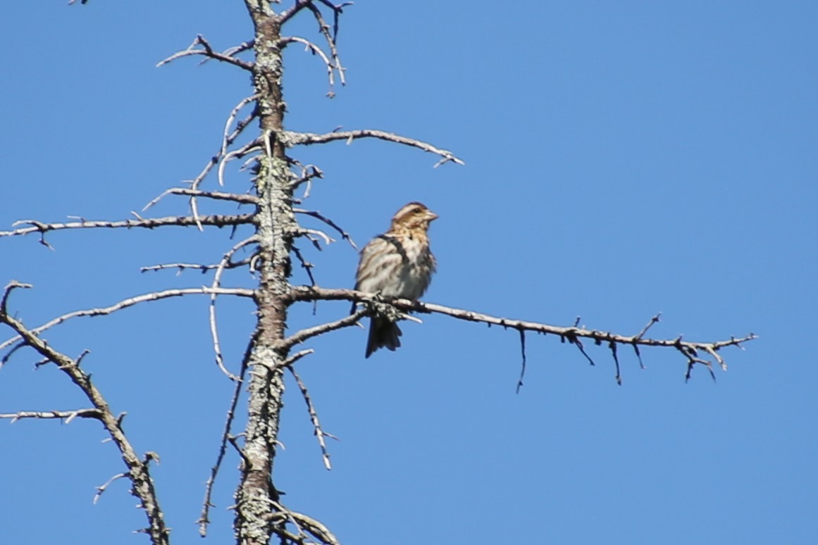Пурпурная чечевица - ML646871816