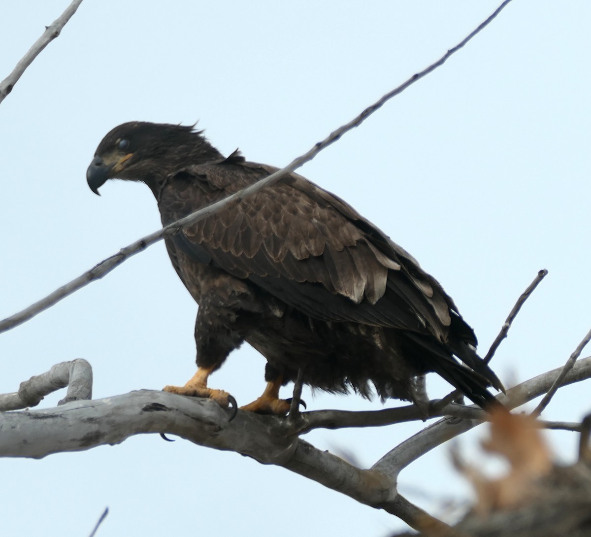Golden Eagle - ML646871817