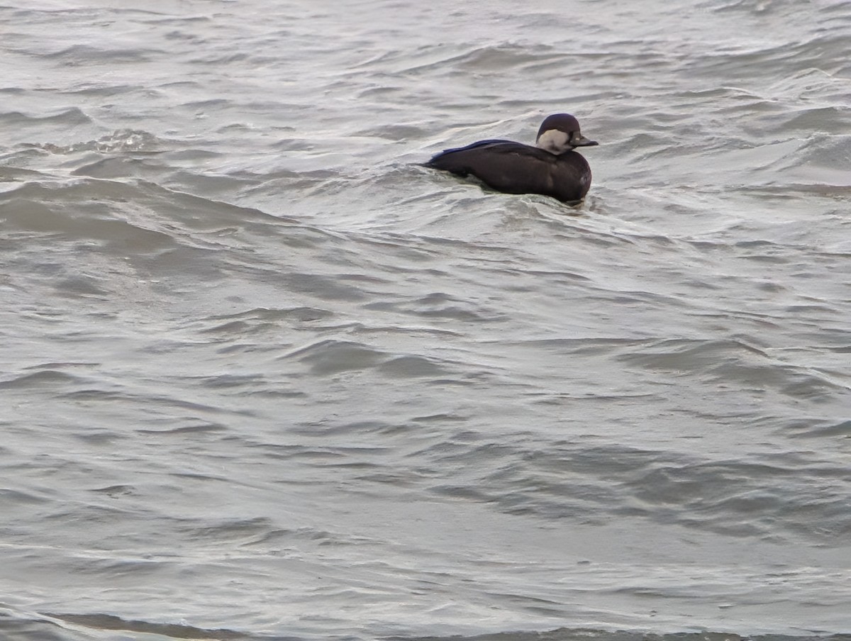 Black Scoter - ML646871818