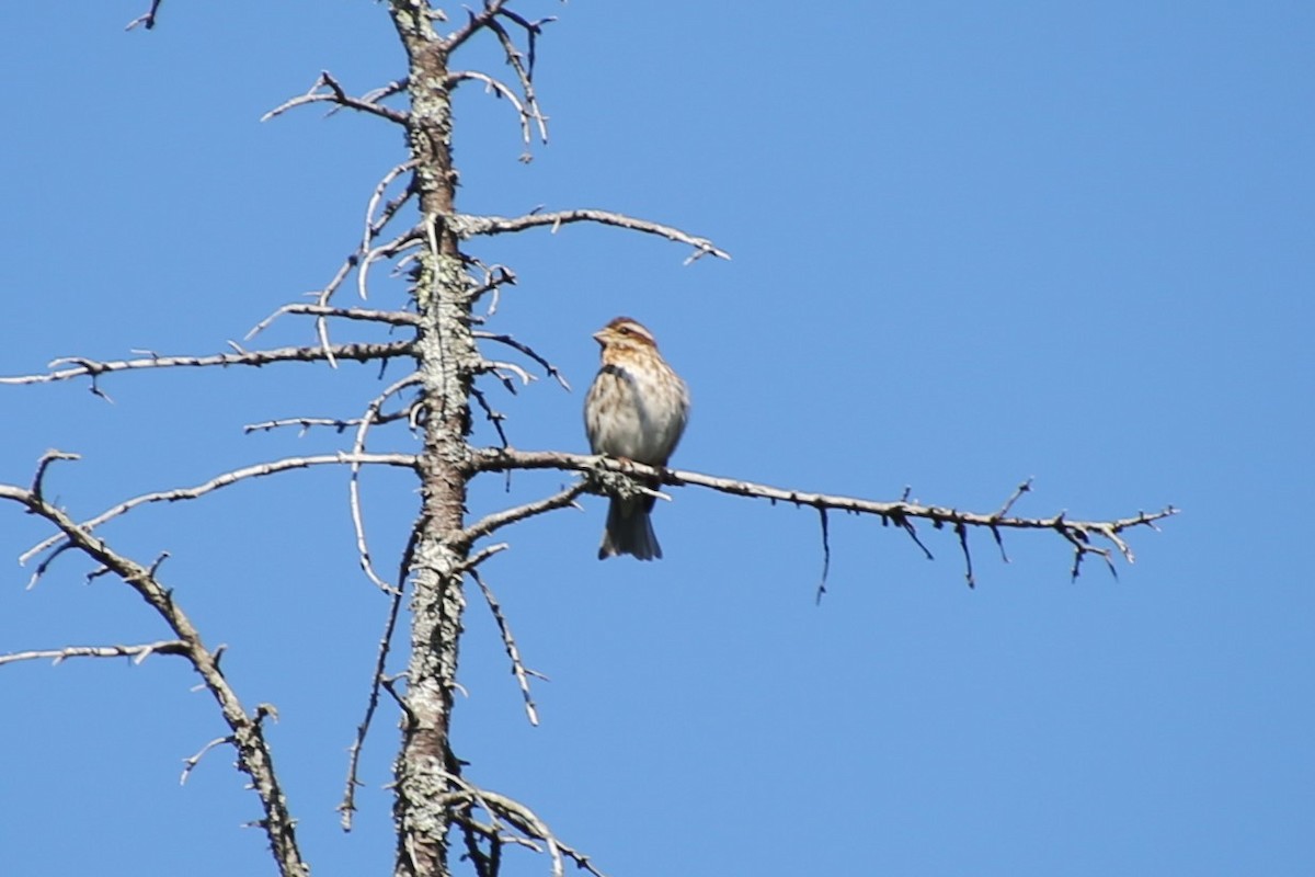 Пурпурная чечевица - ML646871824