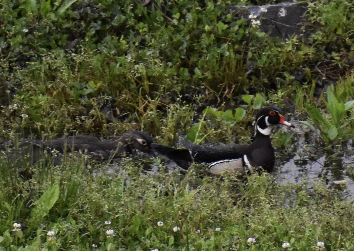 Wood Duck - ML646871828
