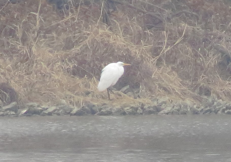 Great Egret - ML646871831
