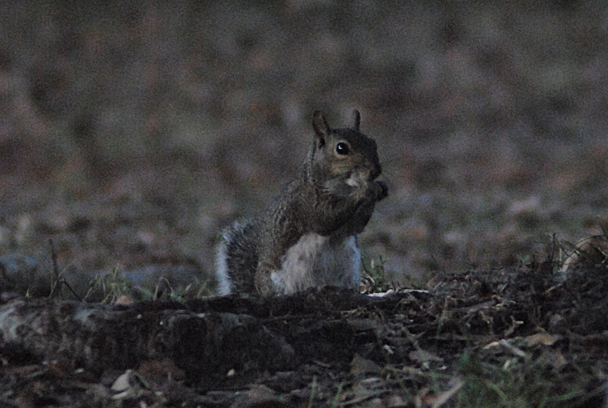 Eastern Gray Squirrel - ML646871832
