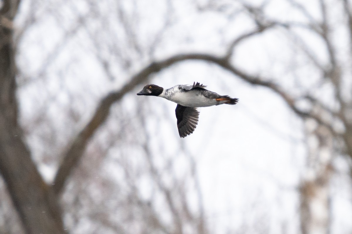 Quattrocchi - ML646871833