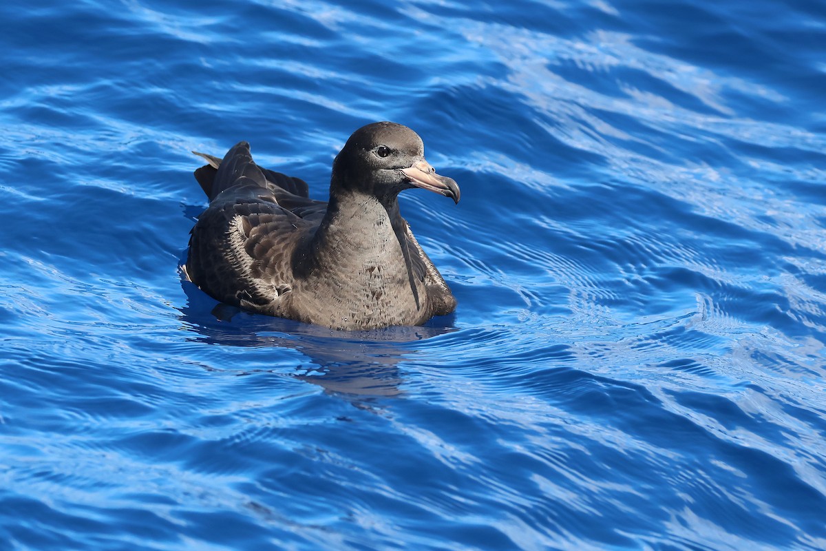 Blassfuß-Sturmtaucher - ML646871839