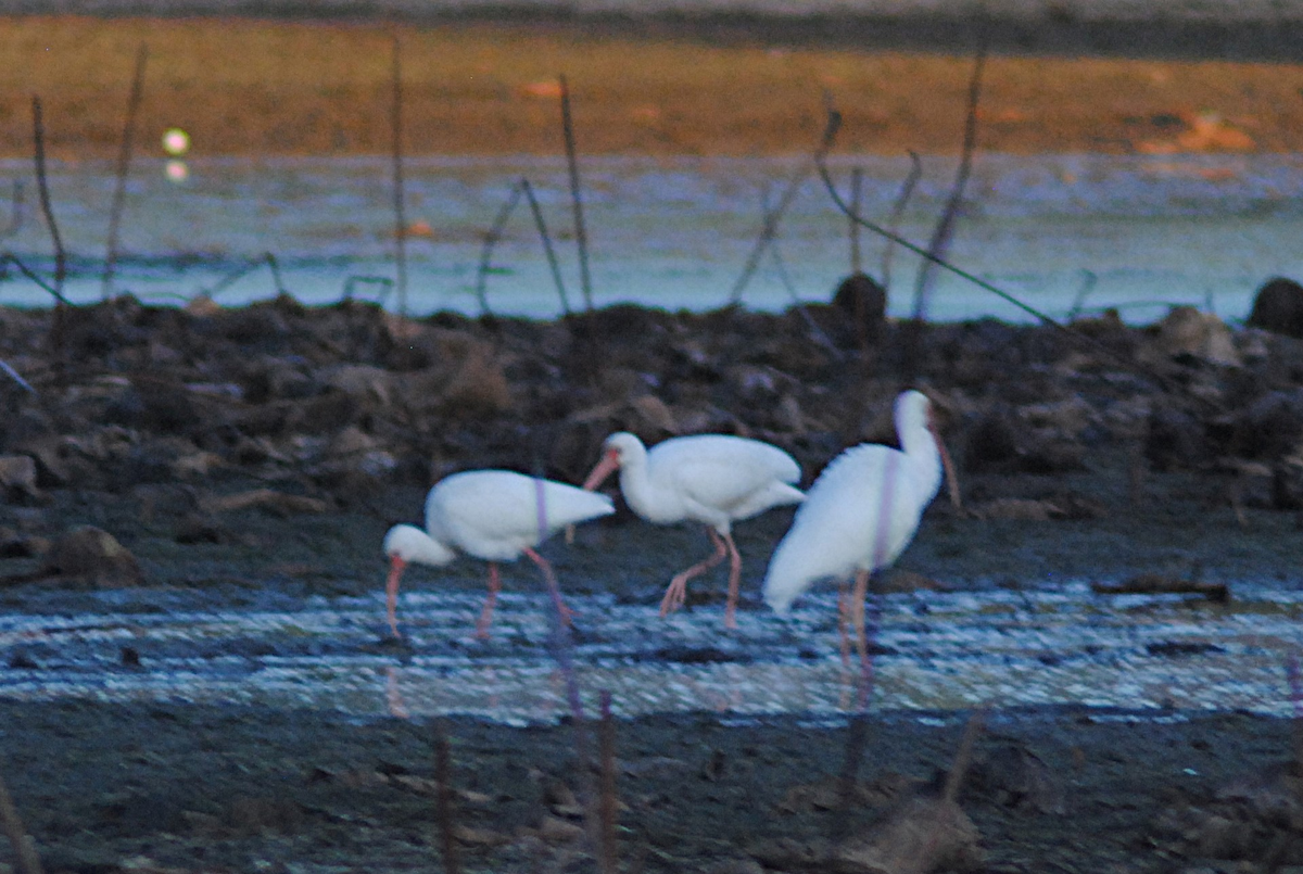 White Ibis - ML646871841