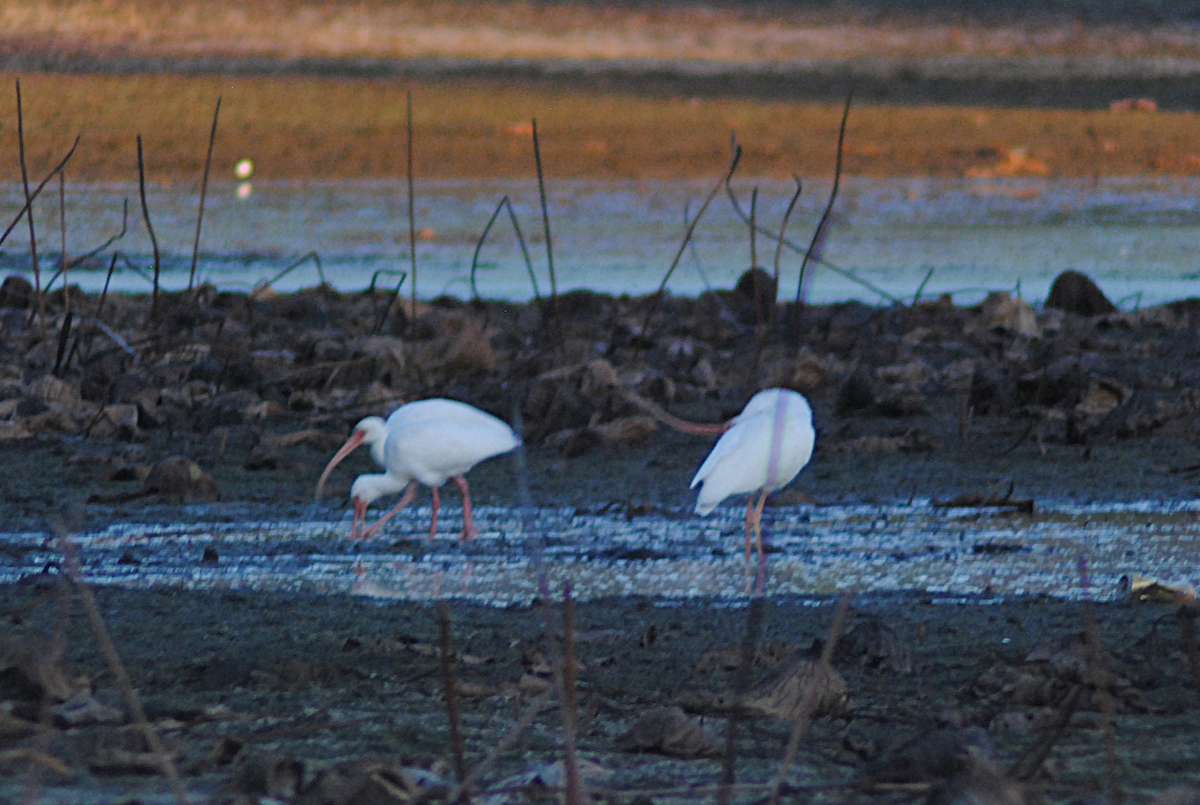 White Ibis - ML646871842