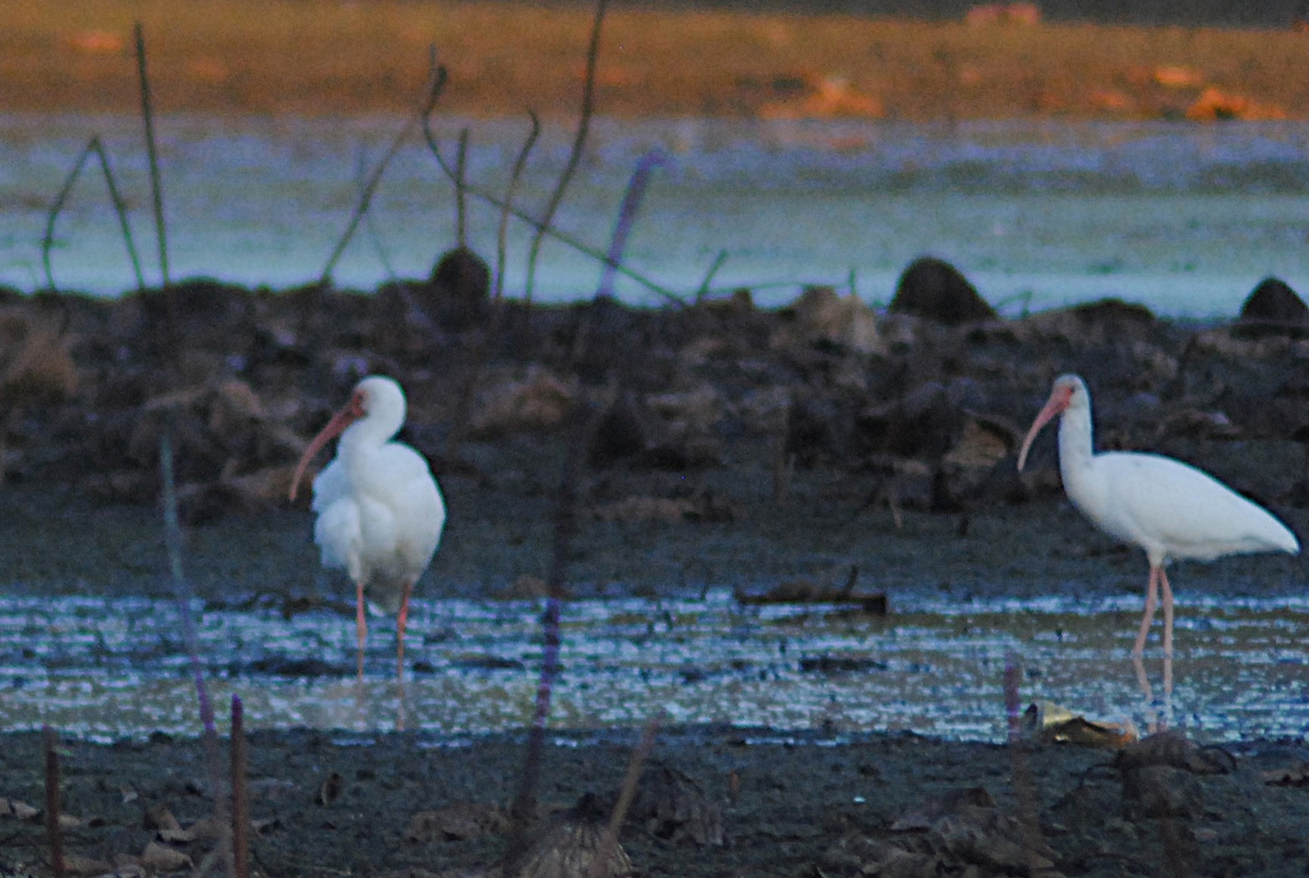 White Ibis - ML646871843