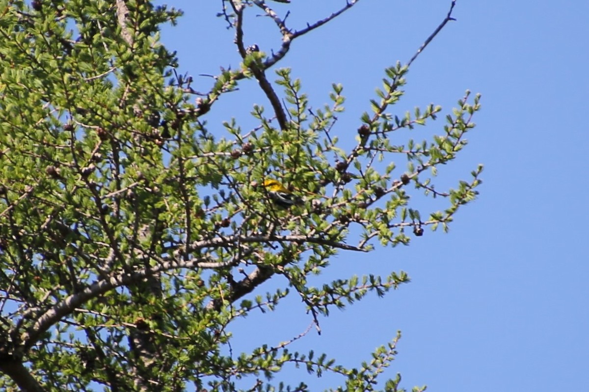 Зелёная древесница - ML646871845