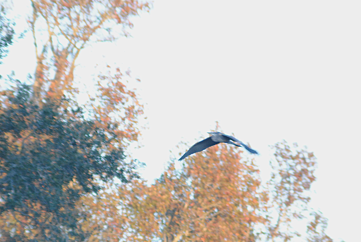 Great Blue Heron - ML646871847