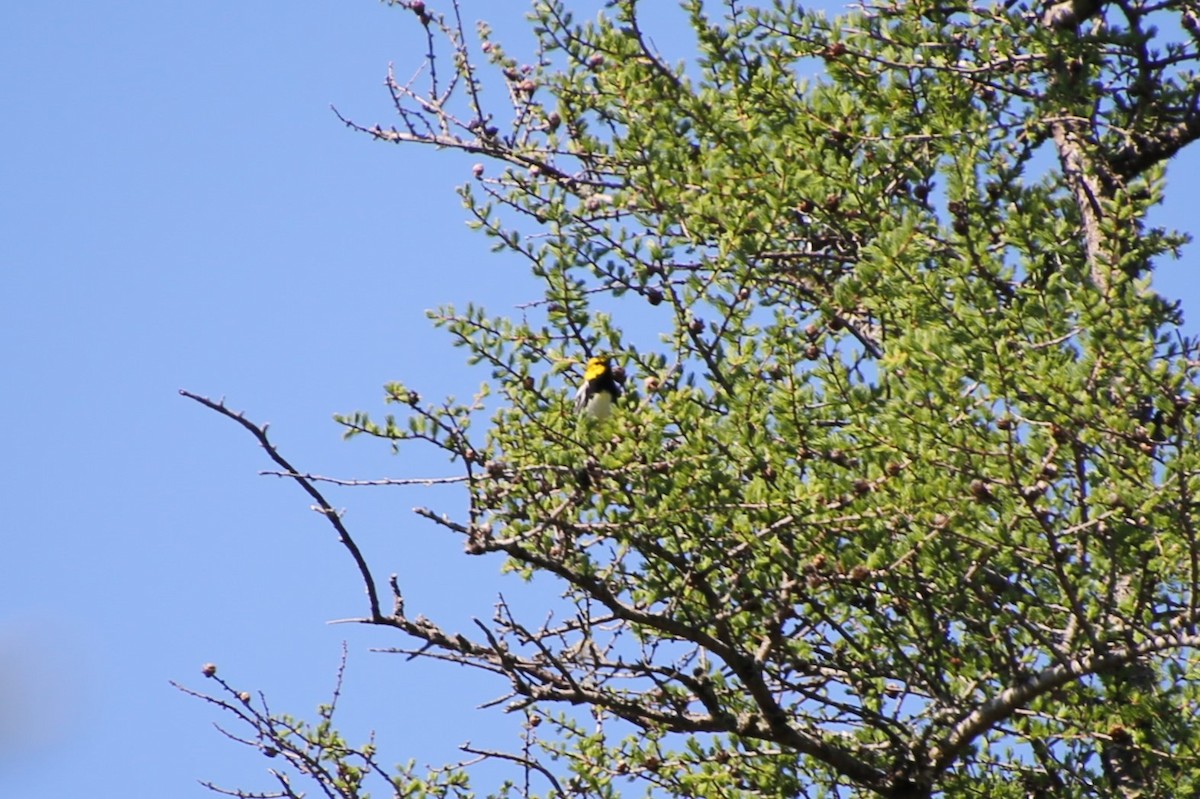 Зелёная древесница - ML646871849