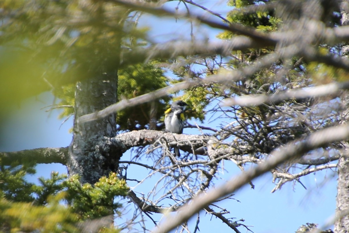 Миртовый певун - ML646871852