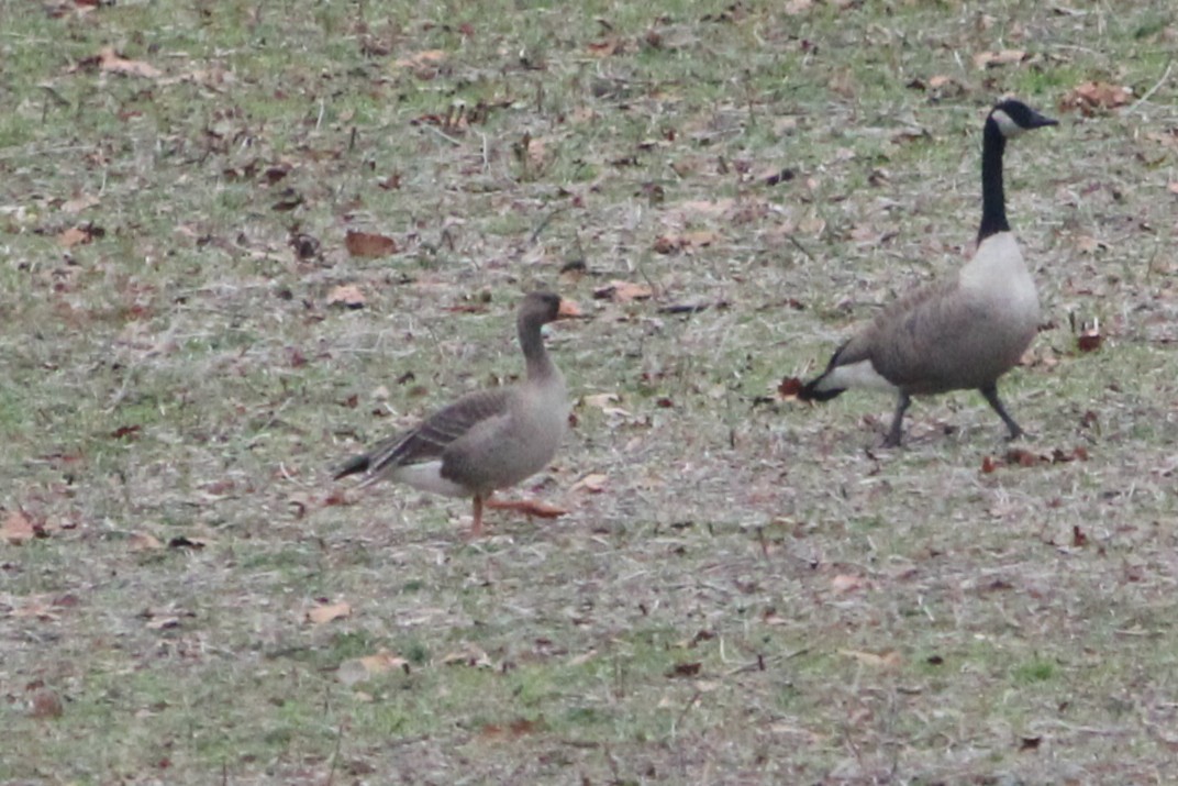 マガン - ML646871853