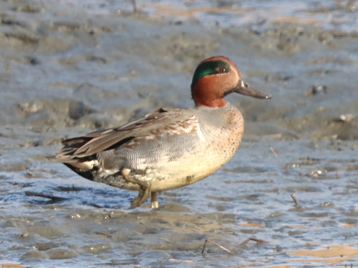 Green-winged Teal - ML646871860