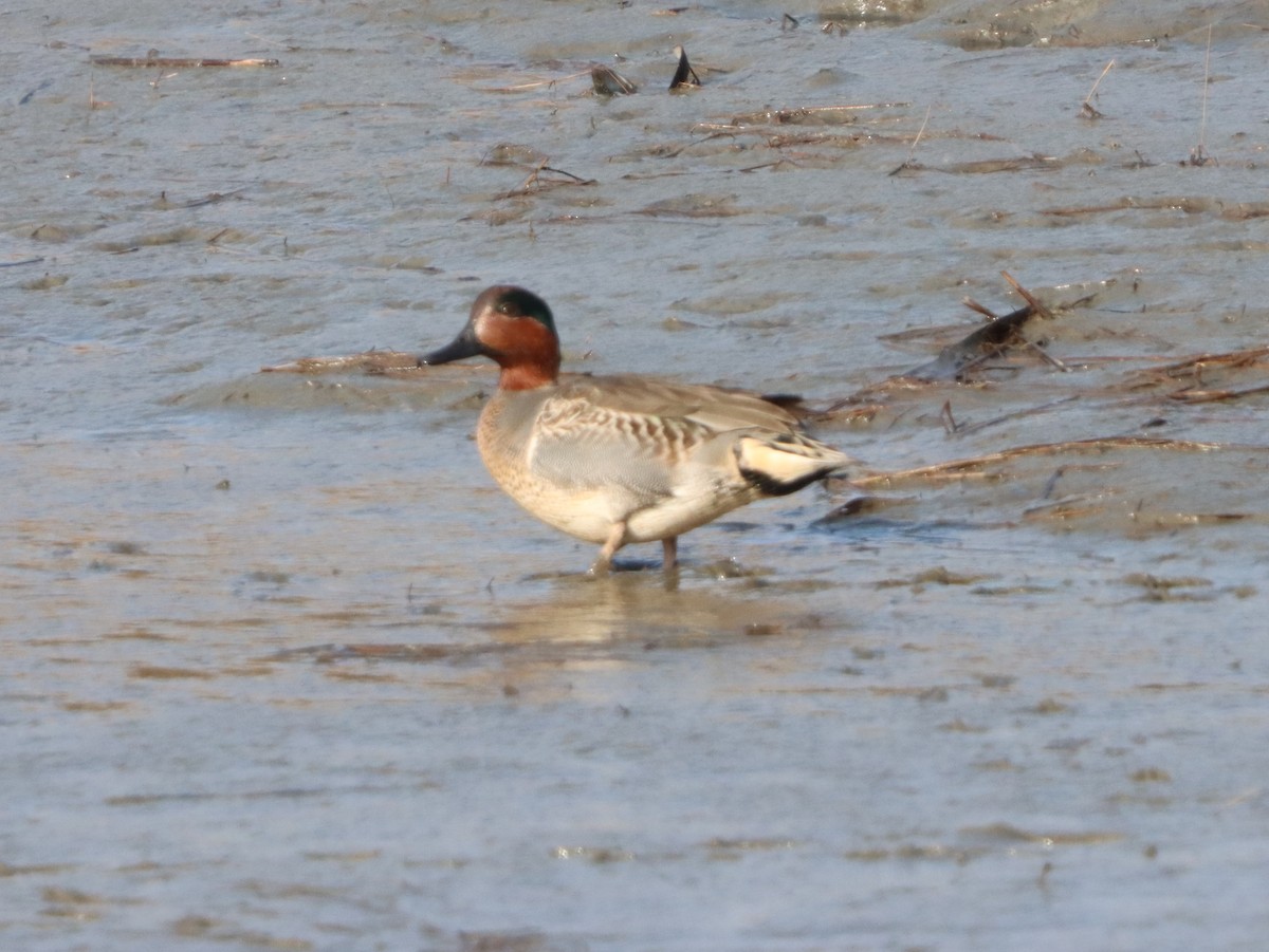 Green-winged Teal - ML646871864