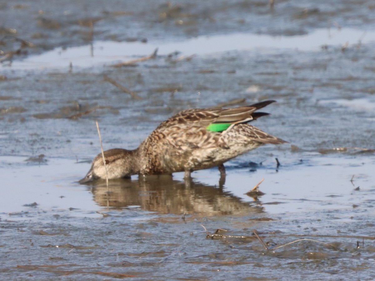 Чирянка мала - ML646871865