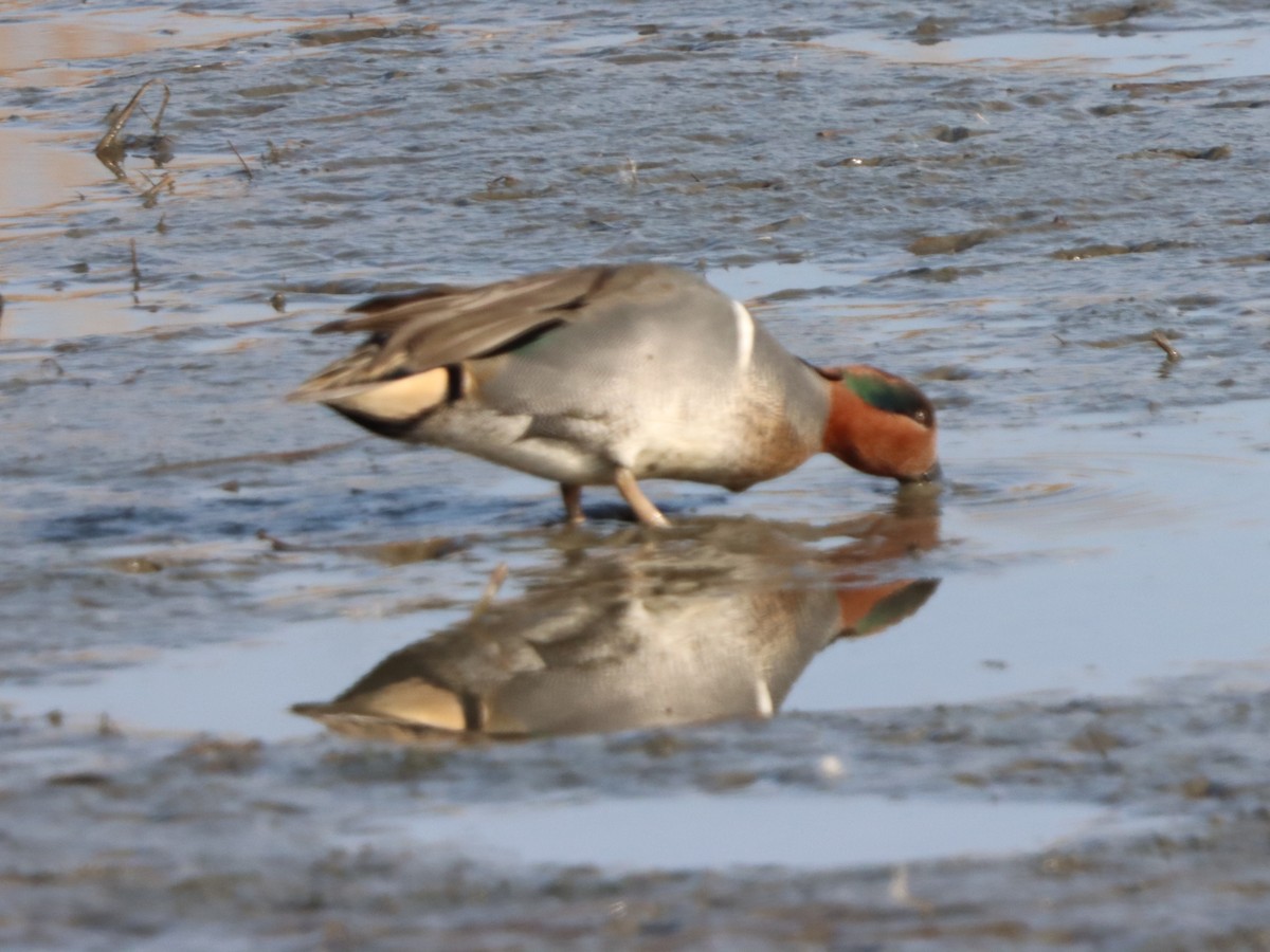 Green-winged Teal - ML646871867