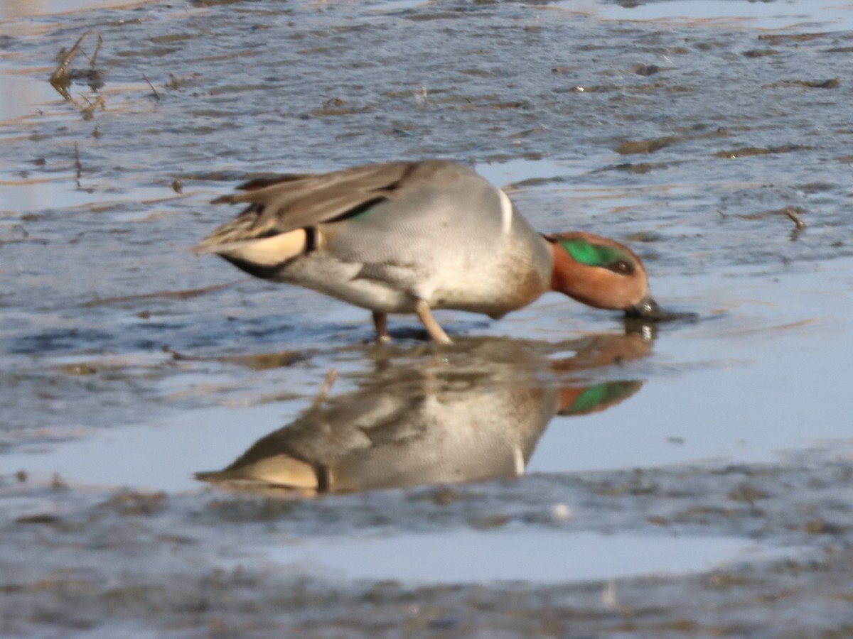 Green-winged Teal - ML646871868