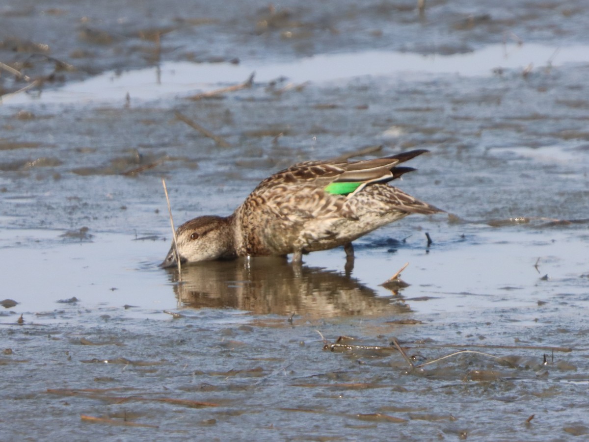 Green-winged Teal - ML646871869