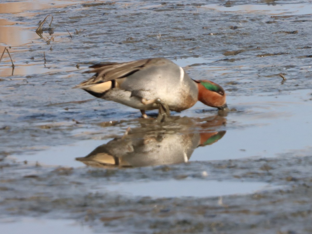 Green-winged Teal - ML646871870