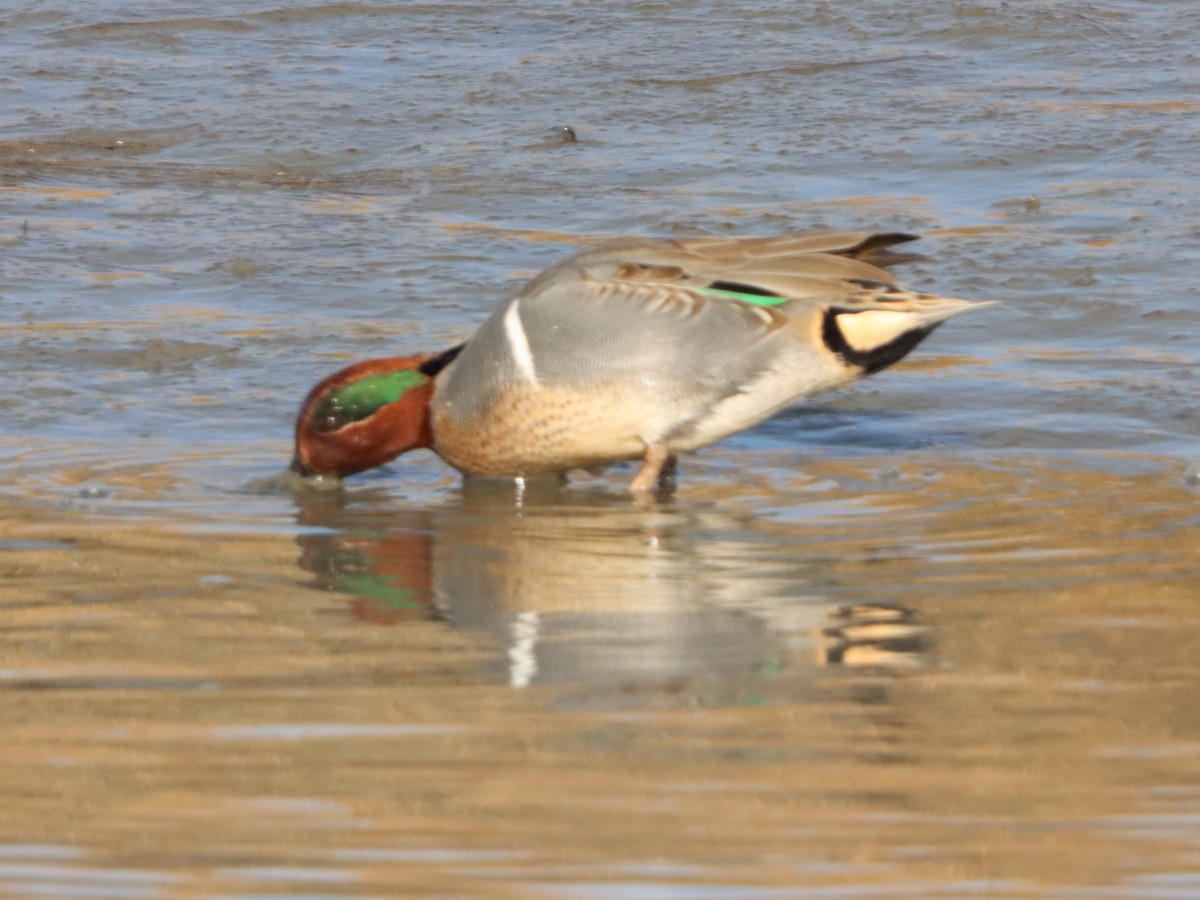 Green-winged Teal - ML646871871