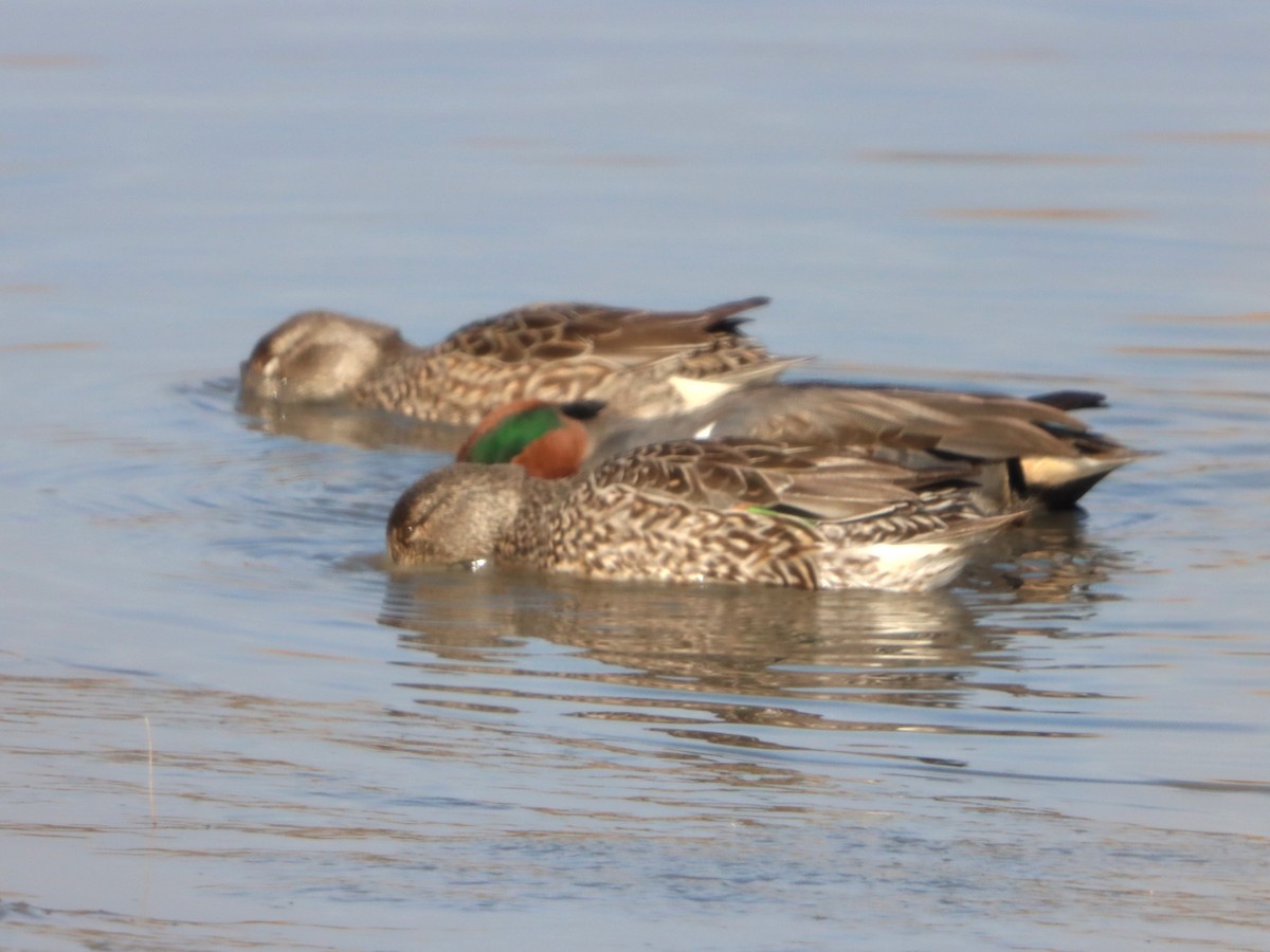 Green-winged Teal - ML646871872