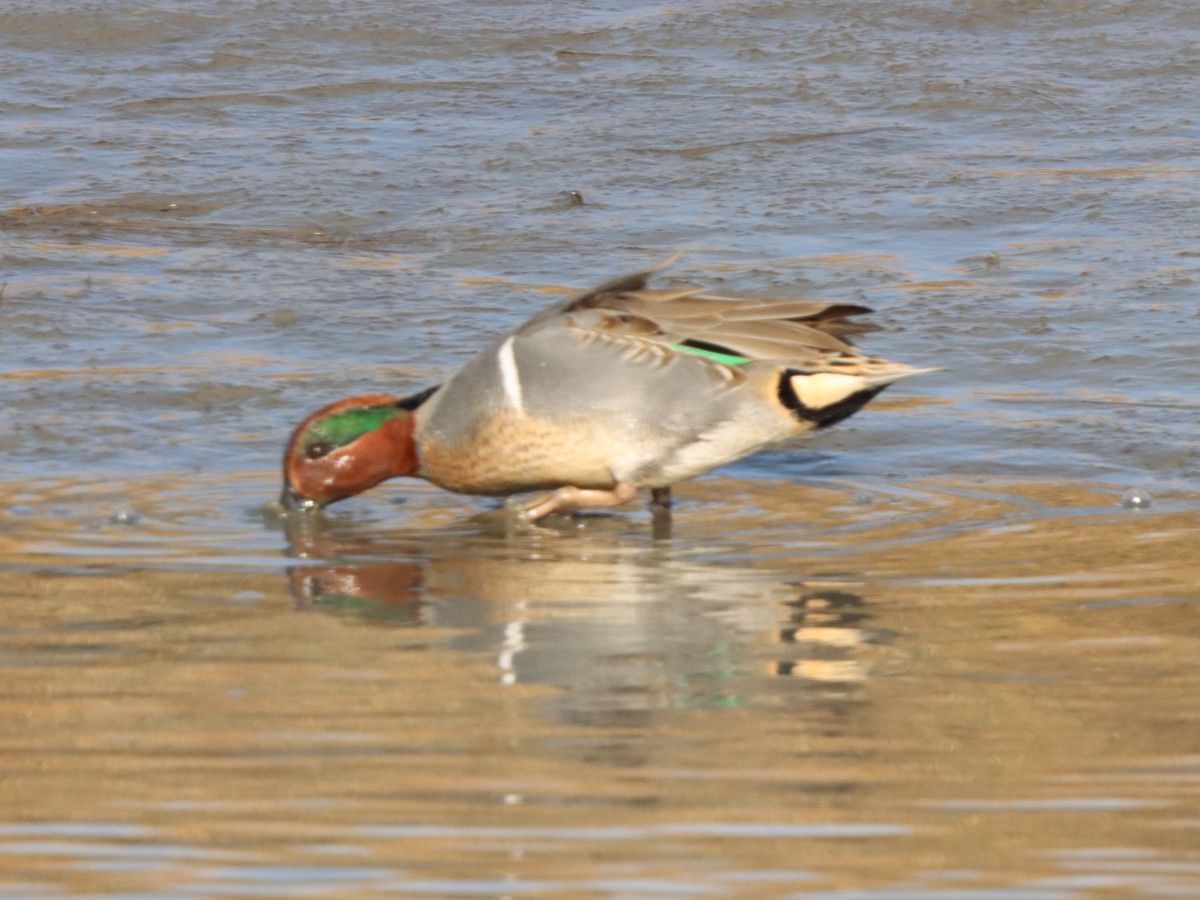 Green-winged Teal - ML646871873