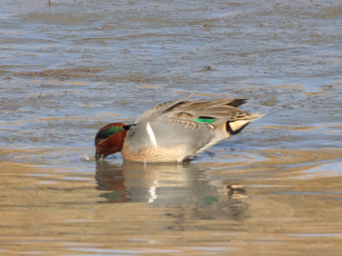 Green-winged Teal - ML646871874