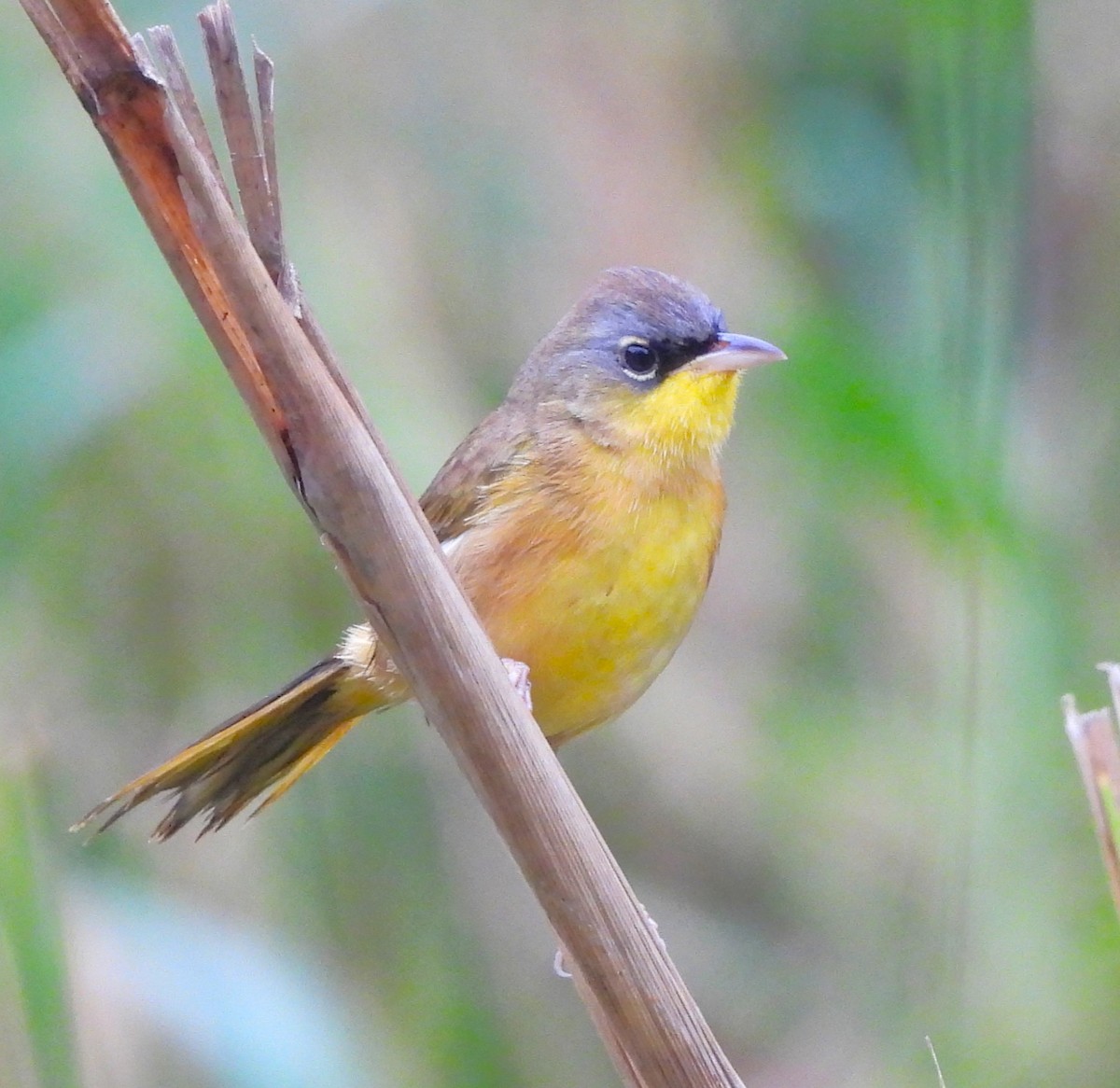 Gray-crowned Yellowthroat - ML646871879