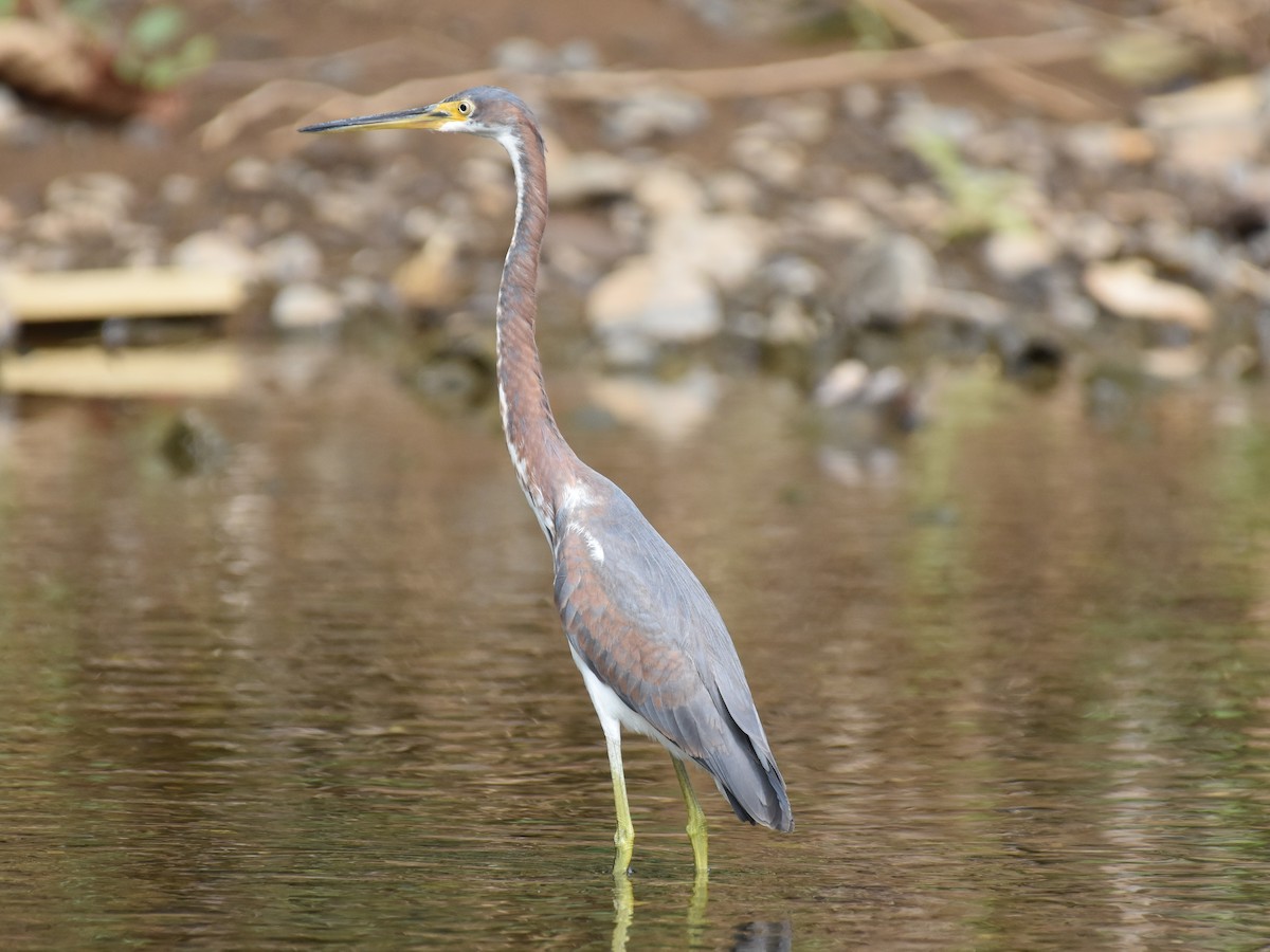 Tricolored Heron - ML646871885