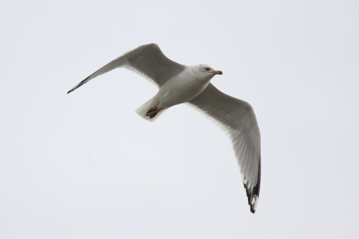 Ring-billed Gull - ML646871887