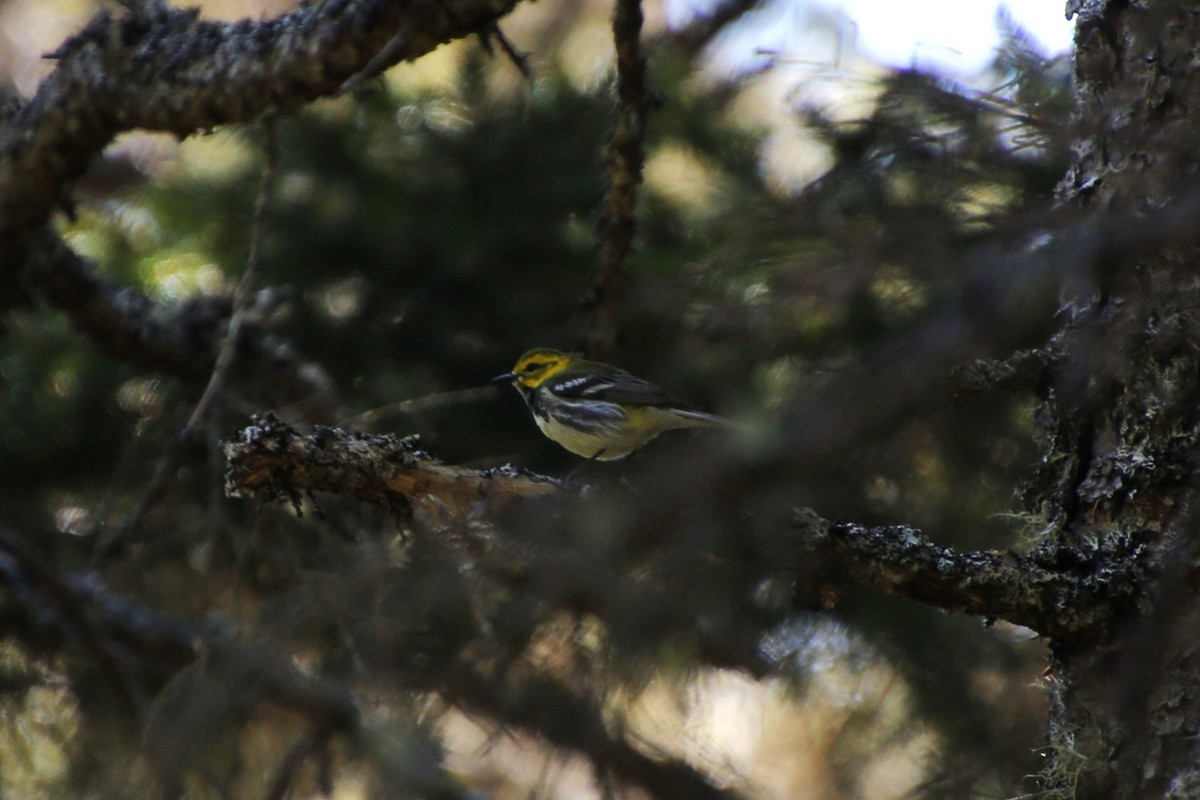 Black-throated Green Warbler - ML646871888
