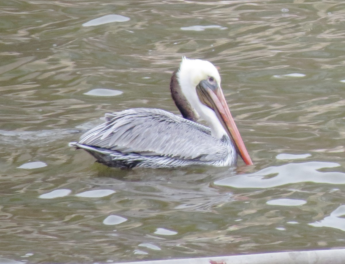 Brown Pelican - ML646871890
