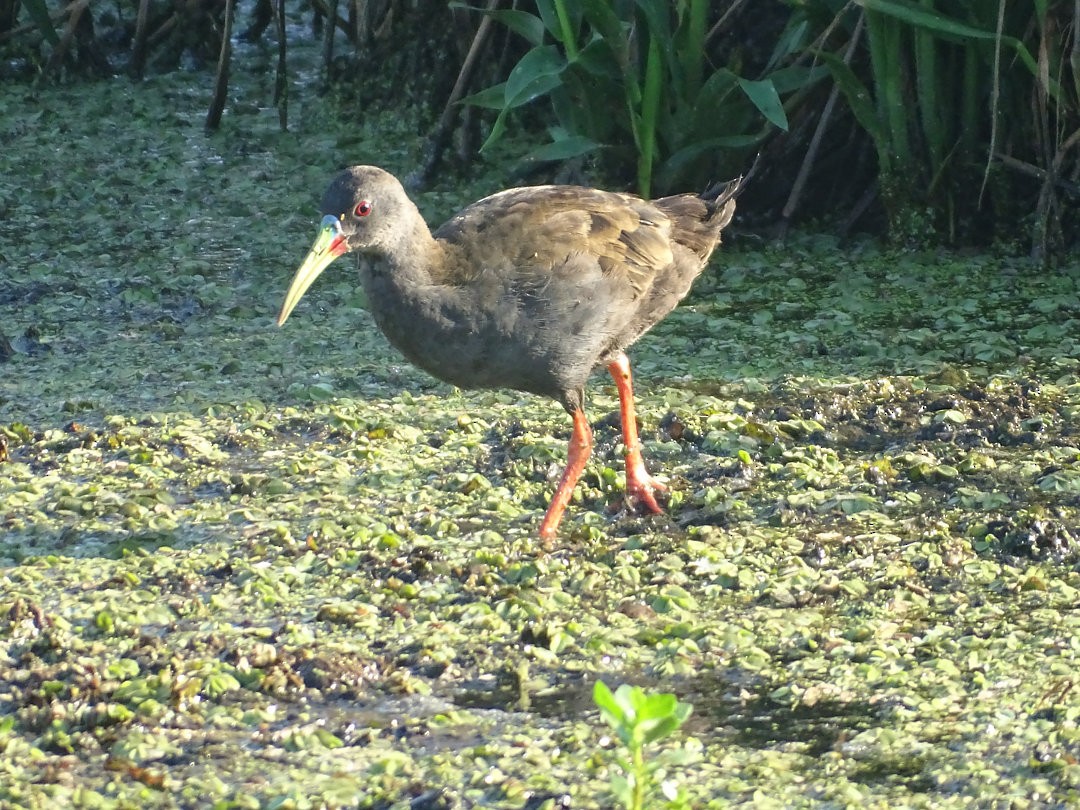 Plumbeous Rail - ML646871891
