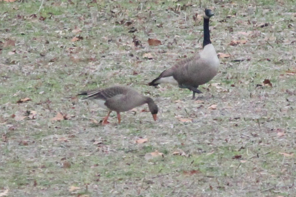 マガン - ML646871892