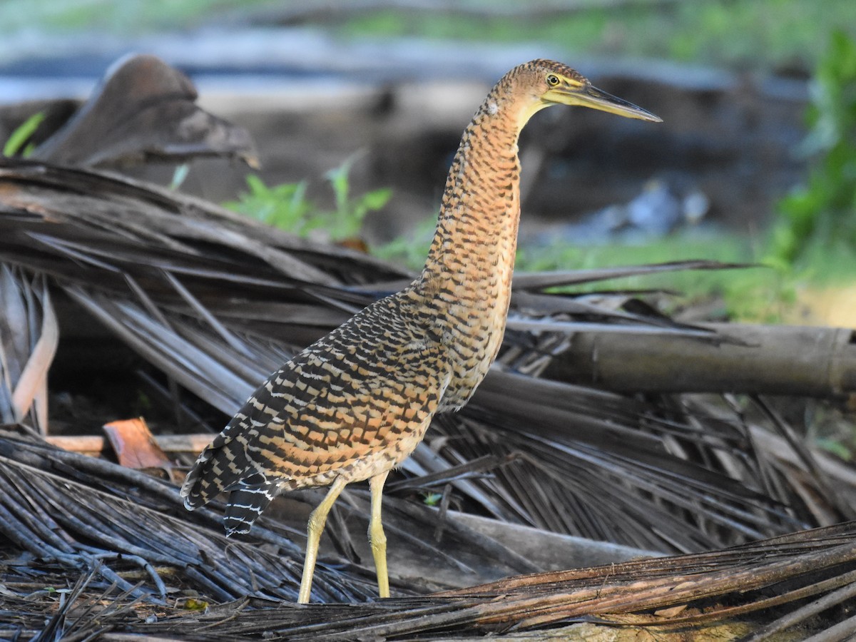 Bare-throated Tiger-Heron - ML646871893